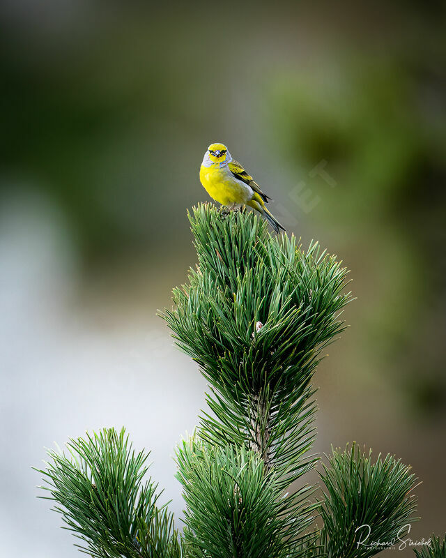 Citril Finch