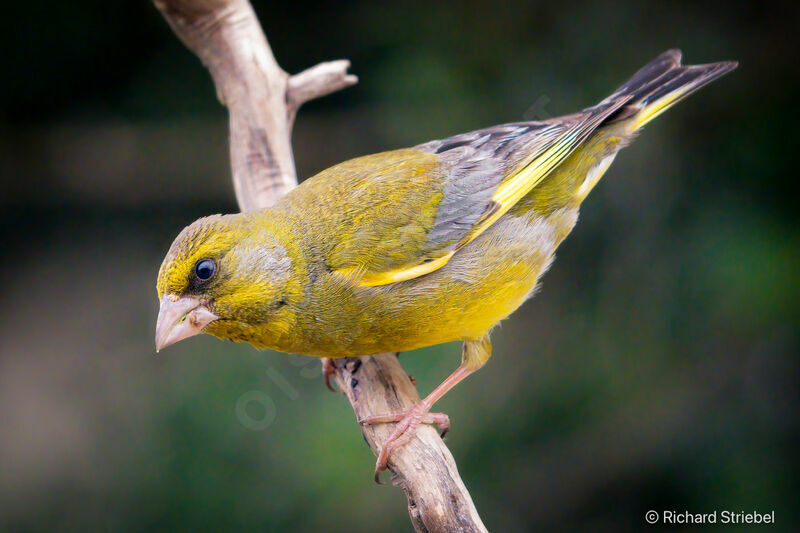 European Greenfinch