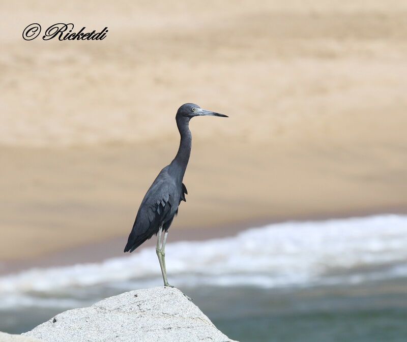 Little Blue Heron