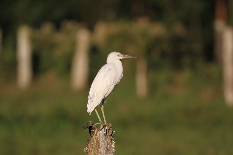 Little Blue Heron