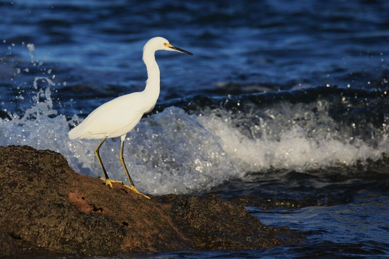 Aigrette neigeuse