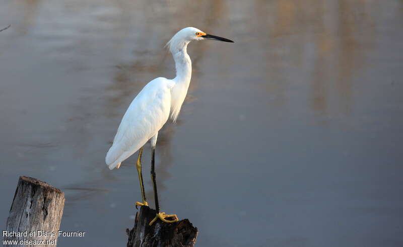 Snowy Egretadult, identification