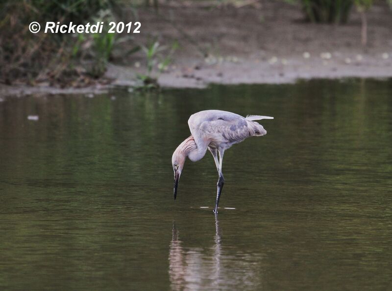 Reddish Egret