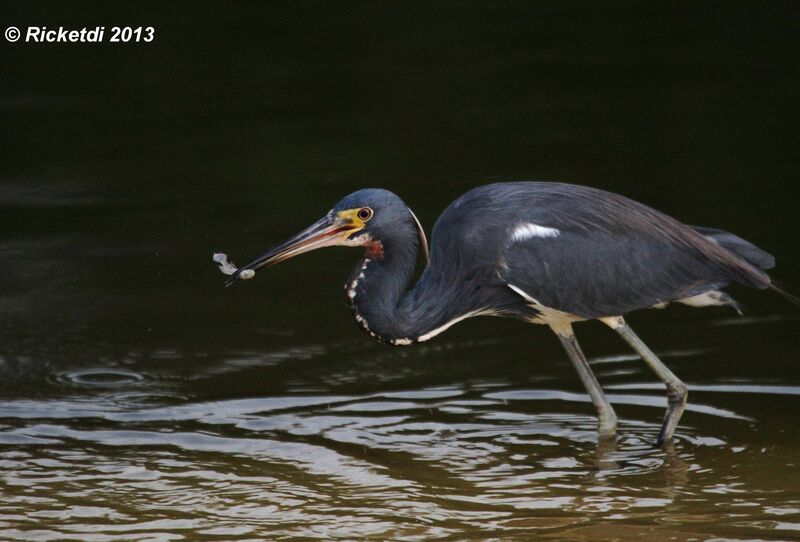 Tricolored Heron