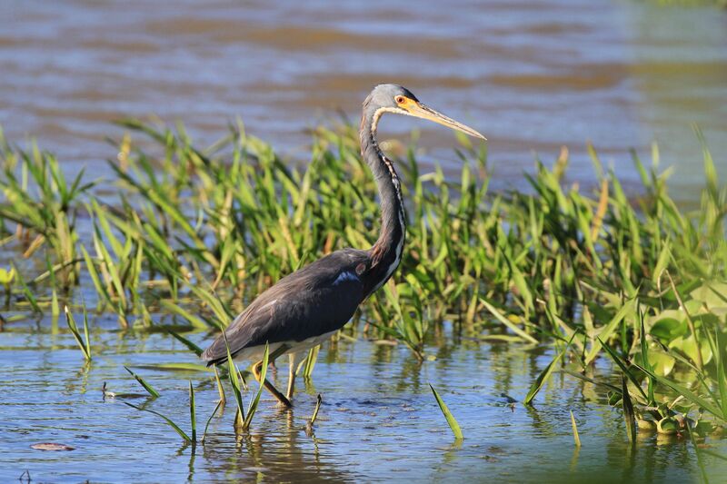 Aigrette tricolore