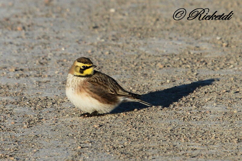 Horned Lark male