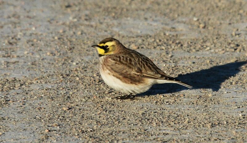 Horned Lark