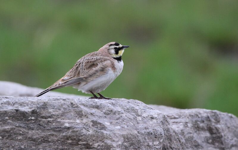 Horned Lark