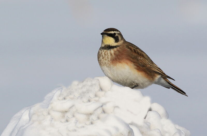 Horned Lark