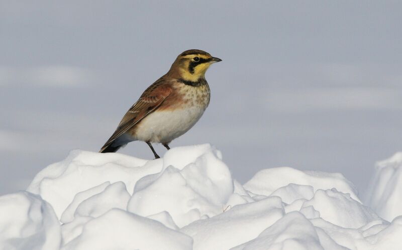 Horned Lark