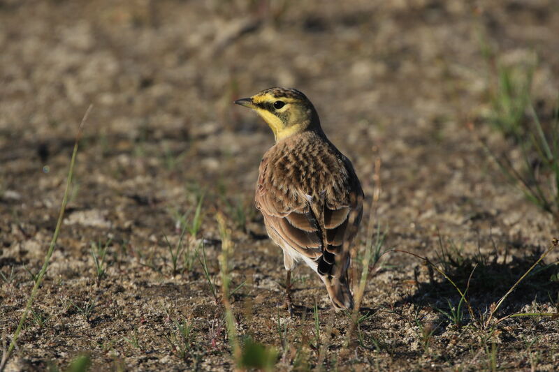 Horned Lark