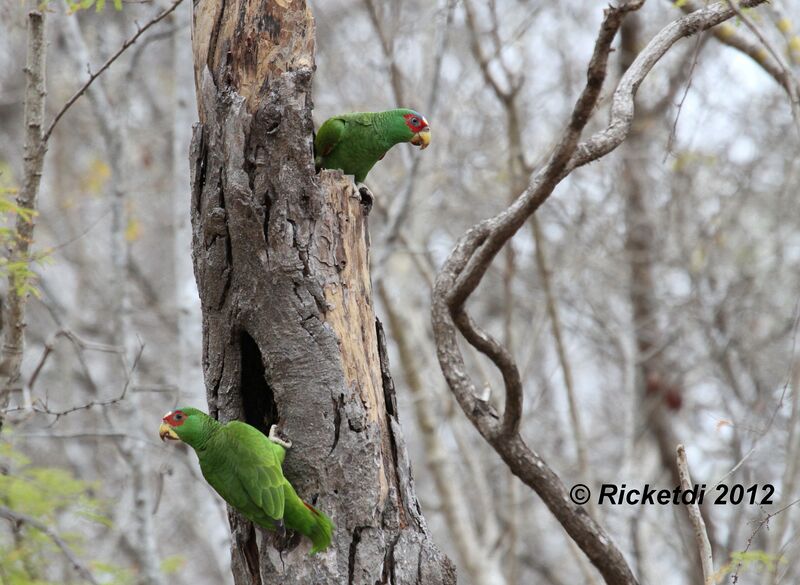 White-fronted Amazon