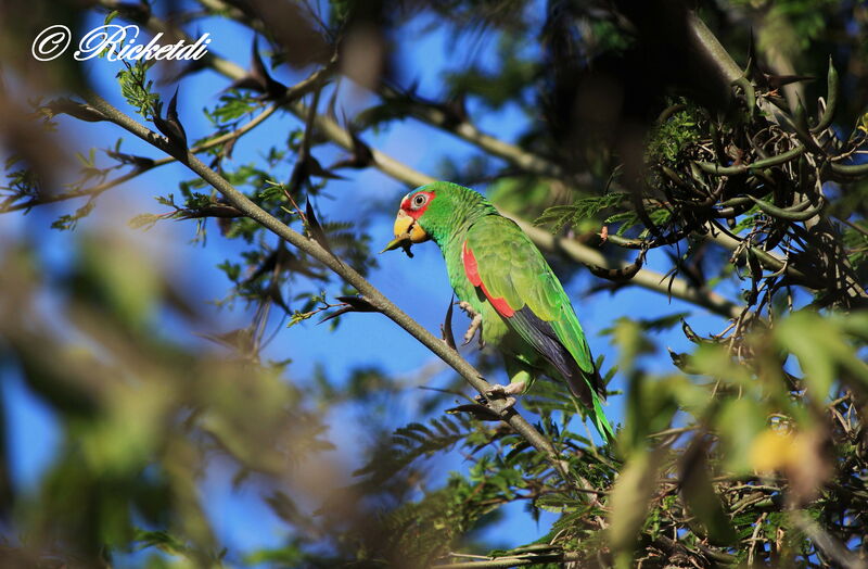 White-fronted Amazon