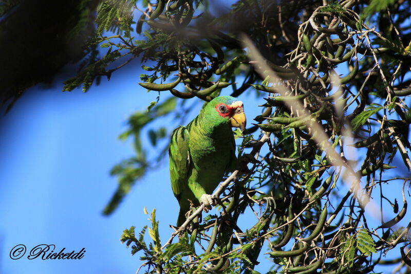 Amazone à front blanc