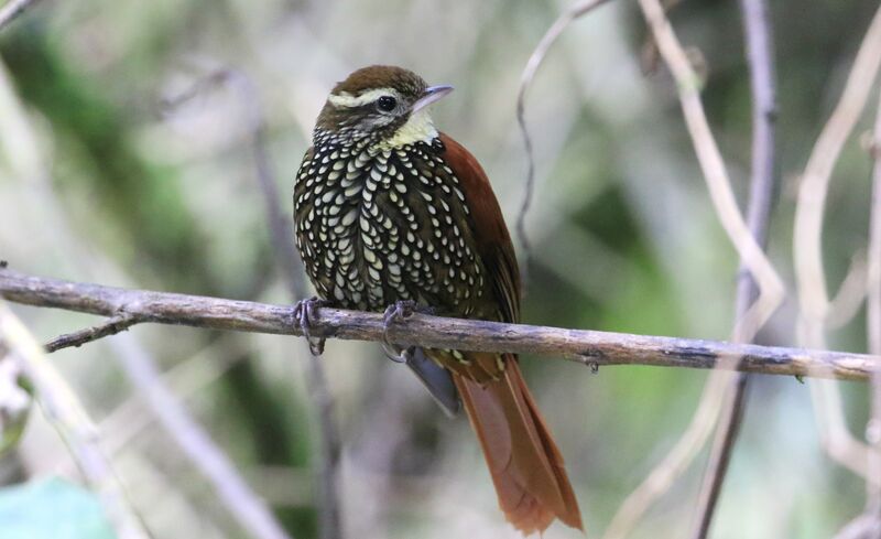 Pearled Treerunner