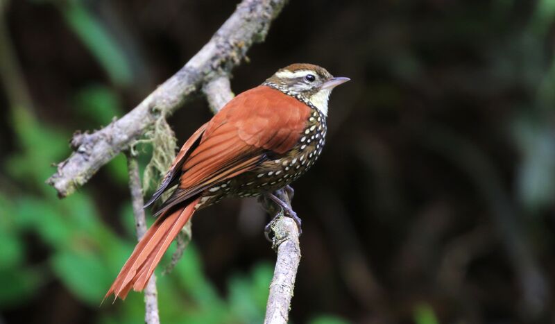 Pearled Treerunner