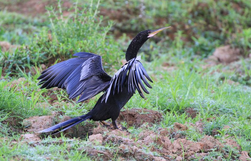 Anhinga d'Amérique mâle