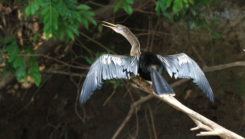 Anhinga female