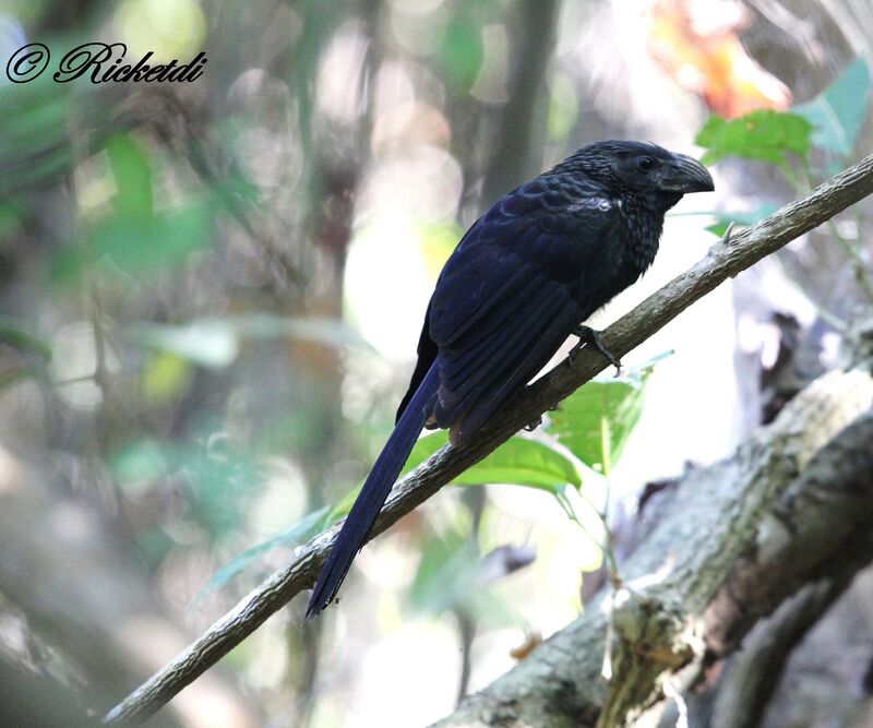 Groove-billed Ani