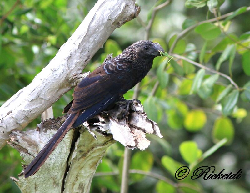 Smooth-billed Ani