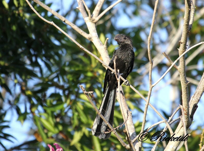 Smooth-billed Ani