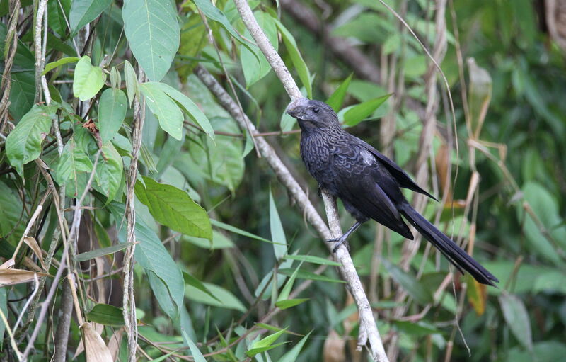 Smooth-billed Ani