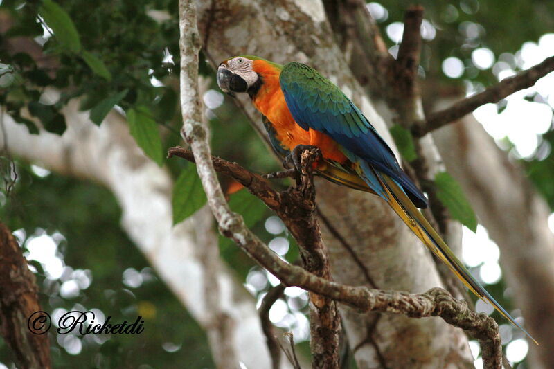 Blue-and-yellow Macaw