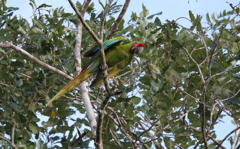 Great Green Macaw