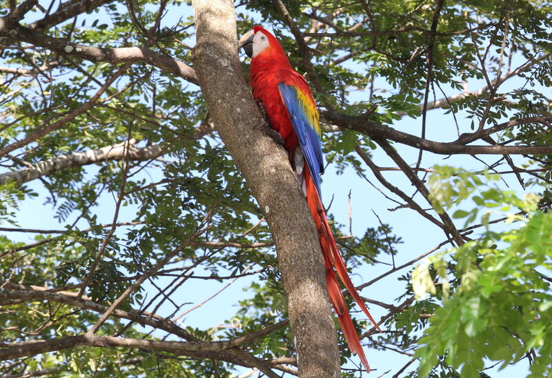 Scarlet Macaw