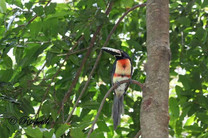 Collared Aracari