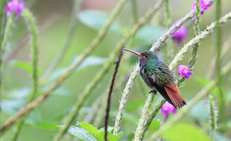 Rufous-tailed Hummingbird