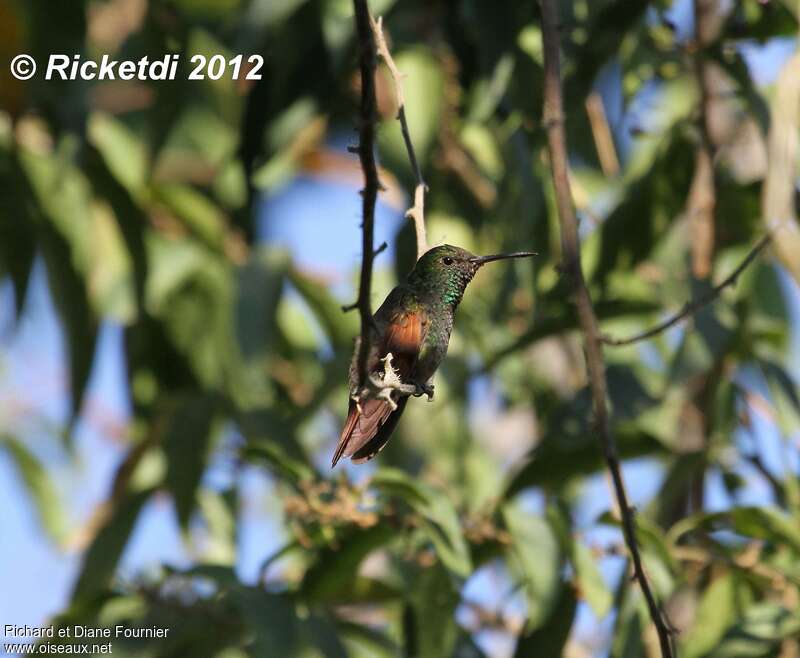 Berylline Hummingbird