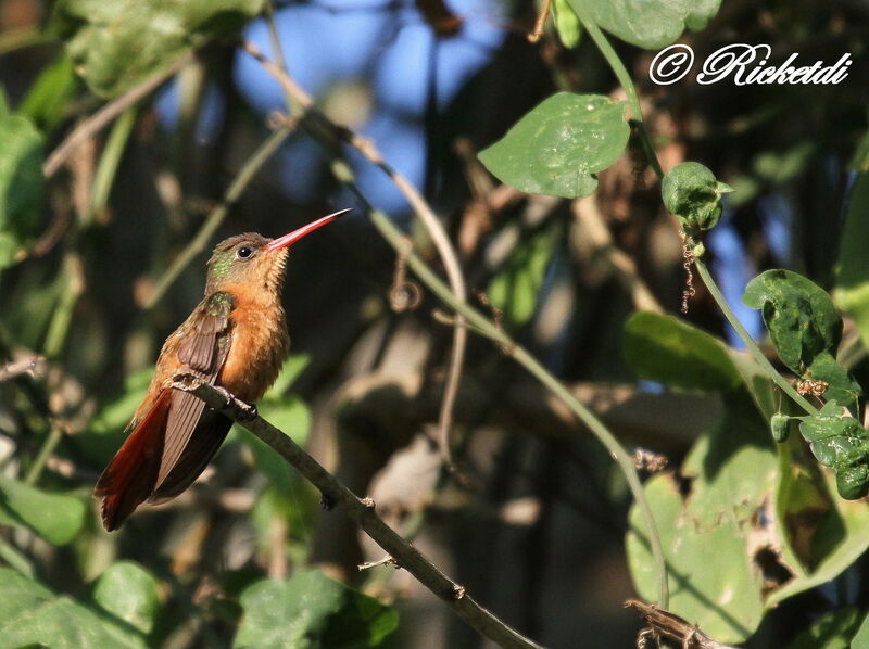 Cinnamon Hummingbird