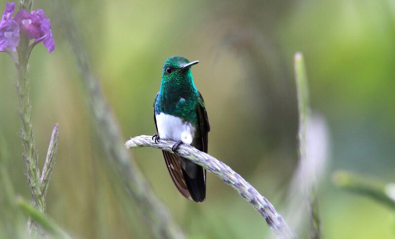 Snowy-bellied Hummingbird