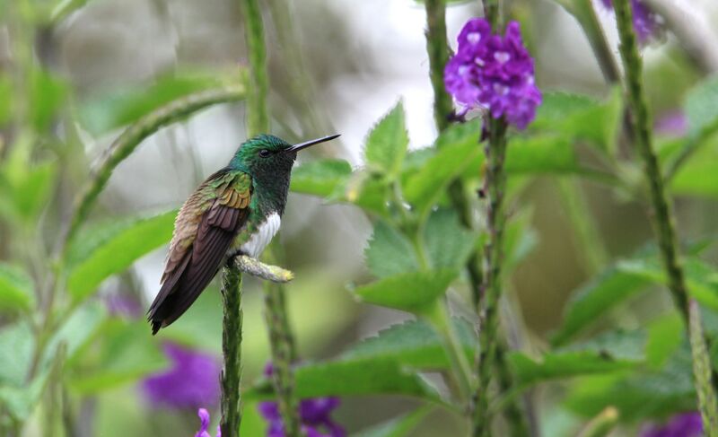 Snowy-bellied Hummingbird