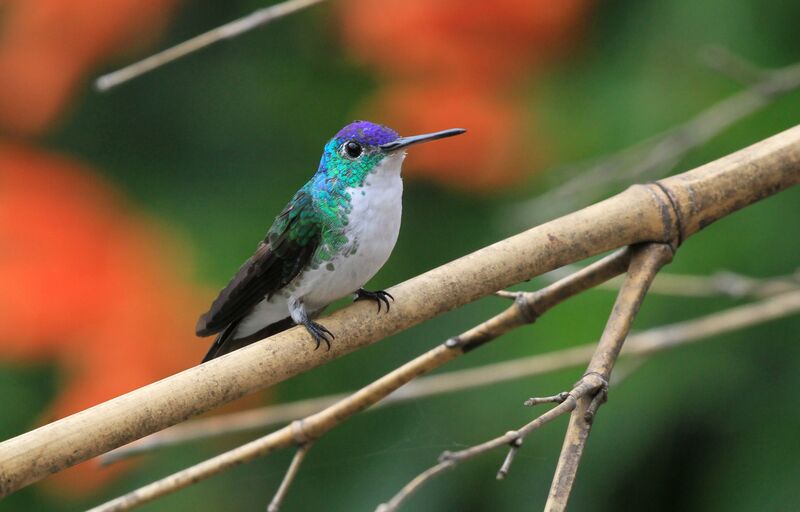 Andean Emerald