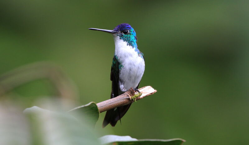 Andean Emerald