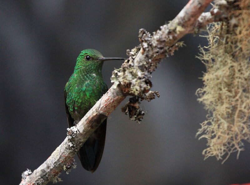 Blue-vented Hummingbird