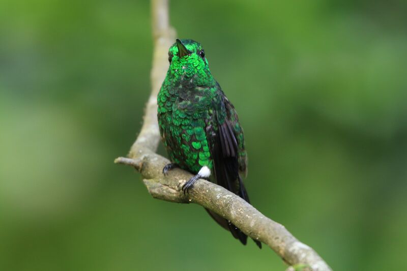 Steely-vented Hummingbird