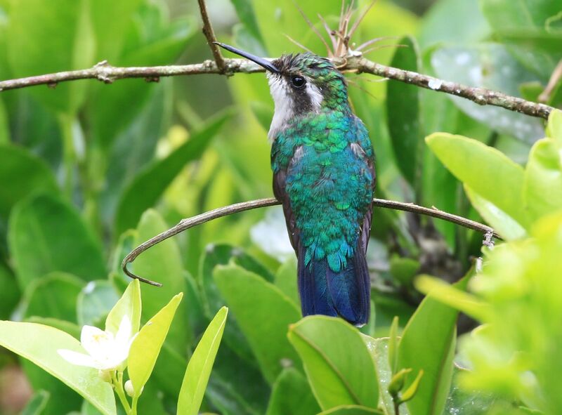 Steely-vented Hummingbird female