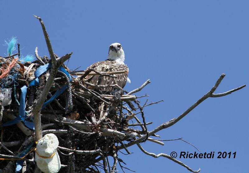 Osprey