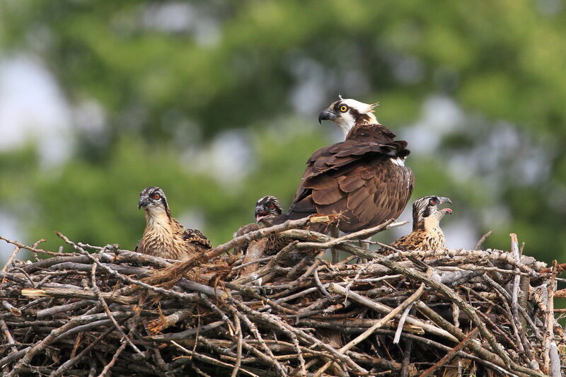 Osprey