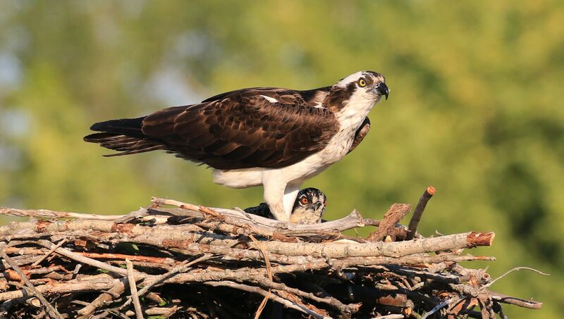 Osprey