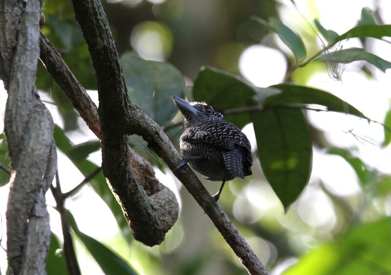 Fasciated Antshrike male