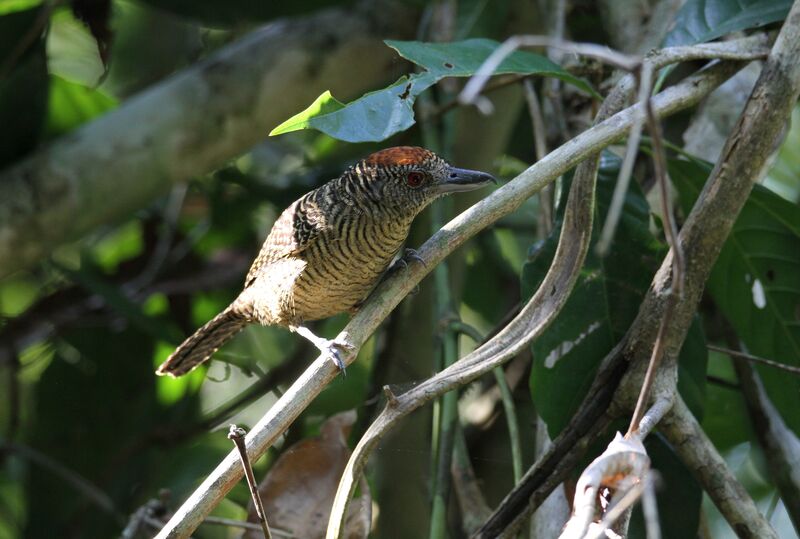 Fasciated Antshrike female