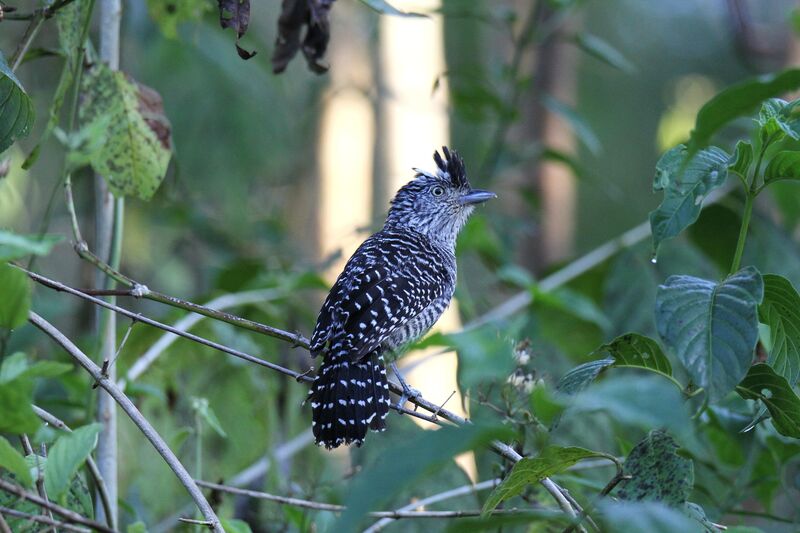 Barred Antshrike