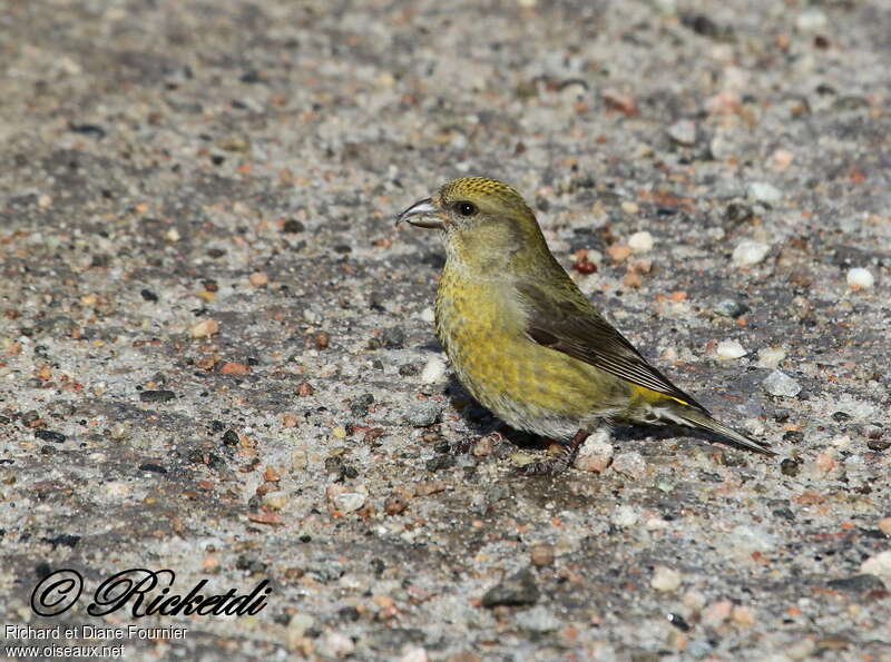 Red Crossbill female adult, identification