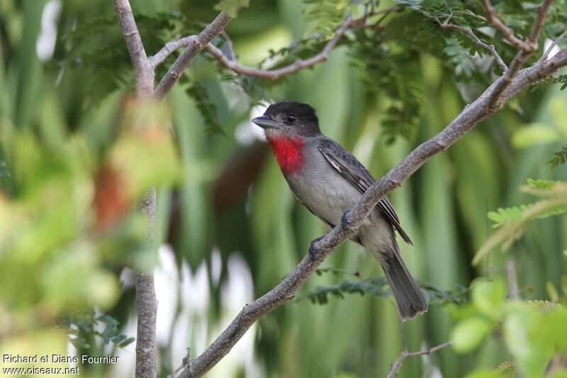 Rose-throated Becard male adult, identification