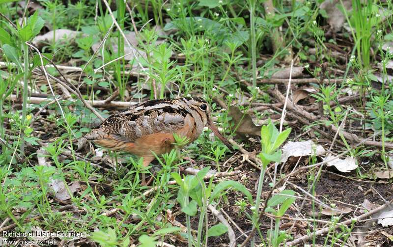 Bécasse d'Amérique, identification