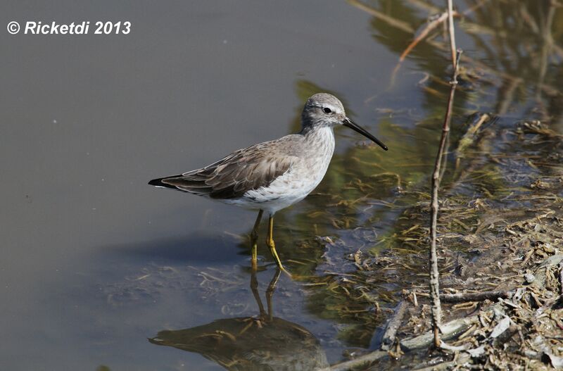 Stilt Sandpiper